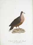 Les Colombi-Gallines