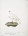 Les Colombi-Gallines