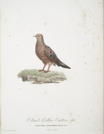 Les Colombi-Gallines