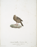 Les Colombi-Gallines