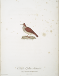 Les Colombi-Gallines