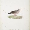 Les Colombi-Gallines