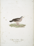 Les Colombi-Gallines