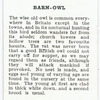 Barn owl.