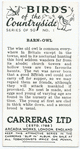 Barn owl.
