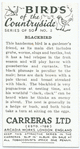 Blackbird.
