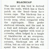 Blackcap.