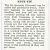 Blue tit.