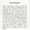 Bullfinch.