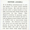 Dipper (ouzel).