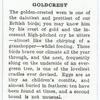 Goldcrest.