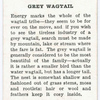 Grey wagtail.
