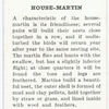 House martin.