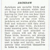Jackdaw.