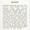 Magpie.