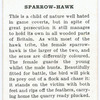 Sparrow hawk.