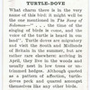 Turtle-dove.