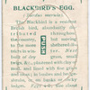 Blackbird's egg.