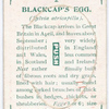 Blackcap's egg.