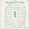 Blackcap's egg.