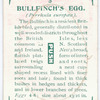 Bullfinch's egg.