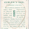 Curlew's egg.