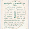 Spotted flycatcher's egg.