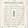 Guillemot's egg.
