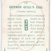 Common gull's egg.
