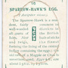 Sparrow hawk's egg.