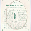 Jackdaw's egg.
