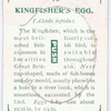 Kingfisher's egg.