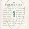 Skylark's egg.