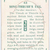 Song thrush's egg.