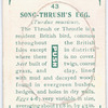 Song thrush's egg.