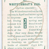 Whitethroat's egg.