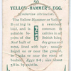 Yellow hammer's egg.