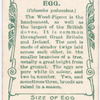 Wood pigeon.