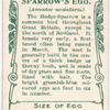 Hedge sparrow.