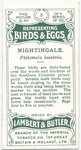 Nightingale, Philomela lushinia.
