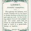 Linnet, Acanthis cannabina.