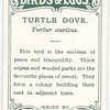 Turtle dove, Turtur auritus.