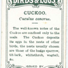 Cuckoo, Cuculus canorus.