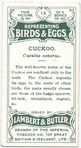 Cuckoo, Cuculus canorus.