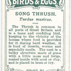Song thrush, Turdus musicus.