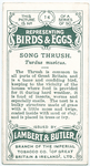 Song thrush, Turdus musicus.