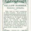 Yellow hammer, Emberiza citrinella.