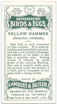 Yellow hammer, Emberiza citrinella.