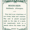 Moor-hen, Gallinula chloropus.