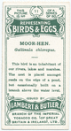 Moor-hen, Gallinula chloropus.
